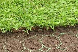 CORE Grass 60-40 - close-up